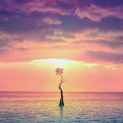 49图库资料免费大全资料澳门下载手机版